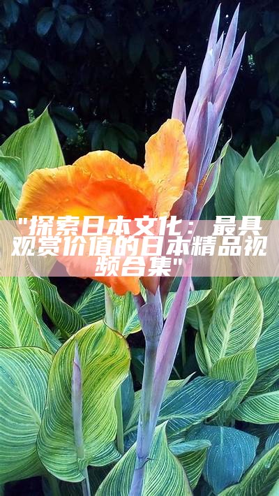 "探索日本文化：最具观赏价值的日本精品视频合集"