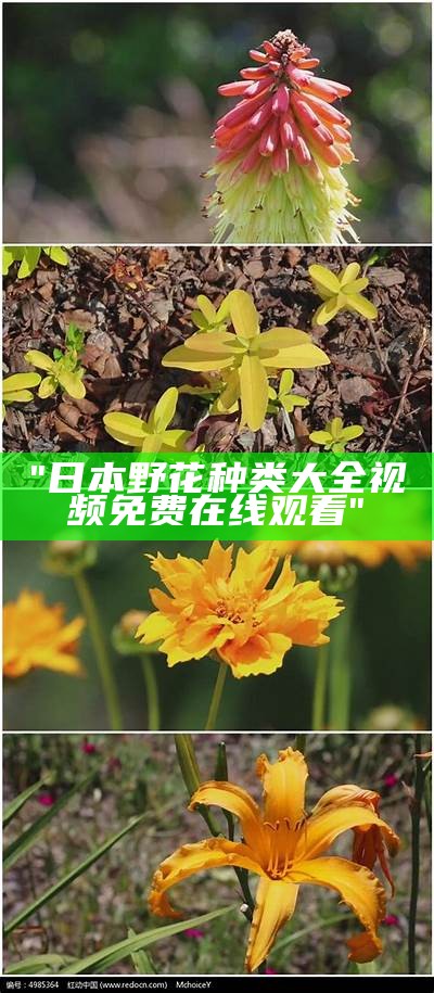 "日本野花种类大全视频免费在线观看"